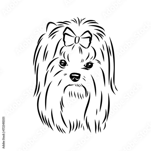 Beaver Yorkshire terrier, vector sketch