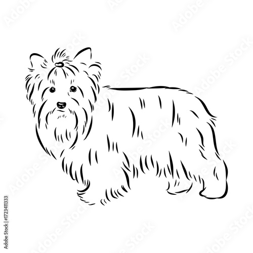 Beaver Yorkshire terrier, vector sketch