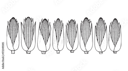 Collection of detailed hand drawn ear of corn illustrations in row harvest food agriculture natural growth silhouette