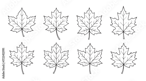 Collection of eight detailed hand-drawn maple leaf designs for autumnal decorations and design projects silhouette