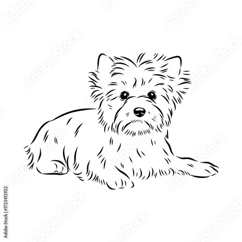 Beaver Yorkshire terrier, vector sketch