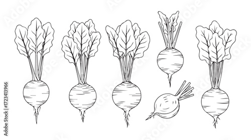 Set of hand drawn beet roots with leaves fresh organic root vegetables isolated line art style silhouette