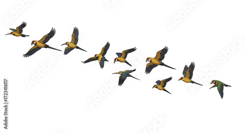 A sequence of eleven parrots in flight with wings spread against a plain white background in a row formation