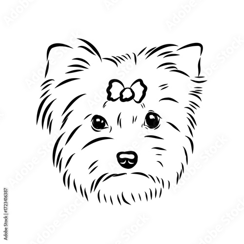Beaver Yorkshire terrier, vector sketch