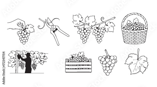 Artistic sketch collection of grapes and vineyard scenes evoking rustic charm silhouette
