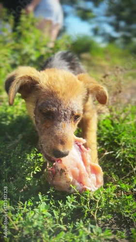 Homeless dog eats in park. Little dog lies on the grass and gnaws at a raw bone.