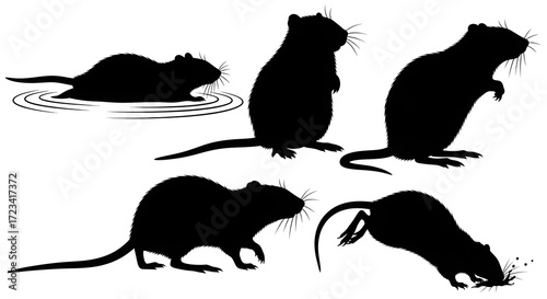 Silhouettes of rats in various poses isolated on white background
