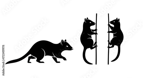 Three black quolls are depicted, two climbing and one walking, isolated on white background