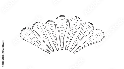 Arrangement of fresh carrots fanned out isolated on a for healthy eating silhouette