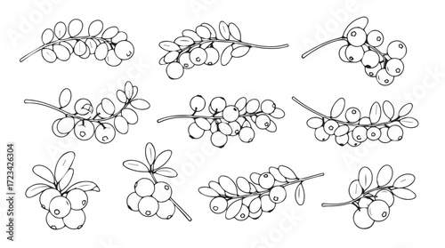 Collection of hand drawn blueberry sprigs and berries botanical sketch elements for design silhouette