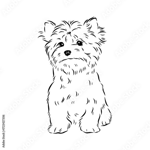 Beaver Yorkshire terrier, vector sketch