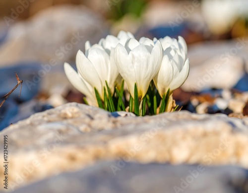 White crocuses in springtime