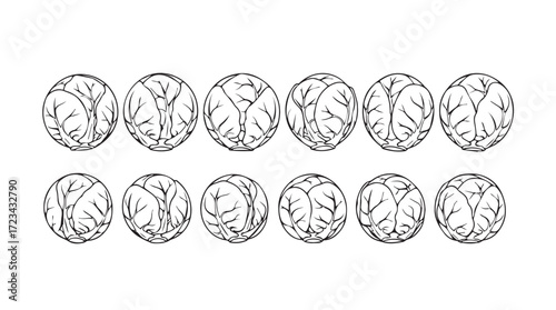 Detailed sketch collection of twelve whole brussels sprouts in two rows silhouette