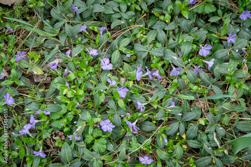 Blue blooms of vinca minor flowers on groundcover vines with fresh green leaves, as a nature background, periwinkle