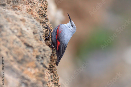 Wallcreeper climbing up the wall