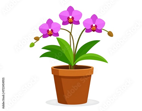 Vibrant orchid in terracotta pot