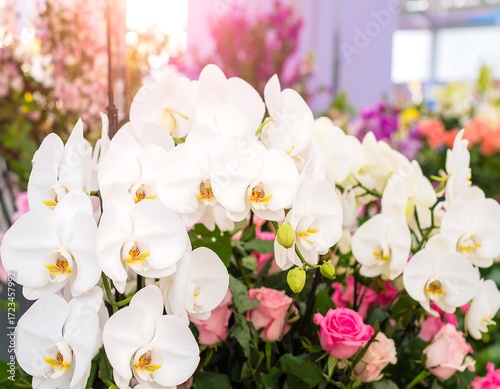 White orchids and roses in a floral display