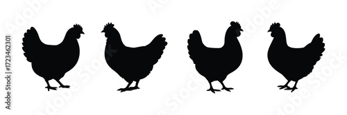 Four black chicken silhouettes standing in a row isolated on white background
