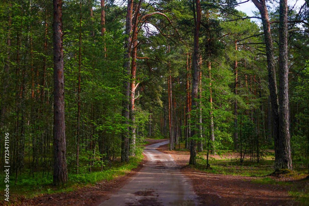 Fototapeta premium Forest Road: A winding path through a lush green woodland