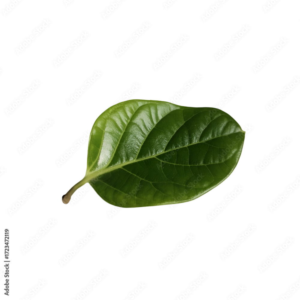 Obraz premium fresh green leaves