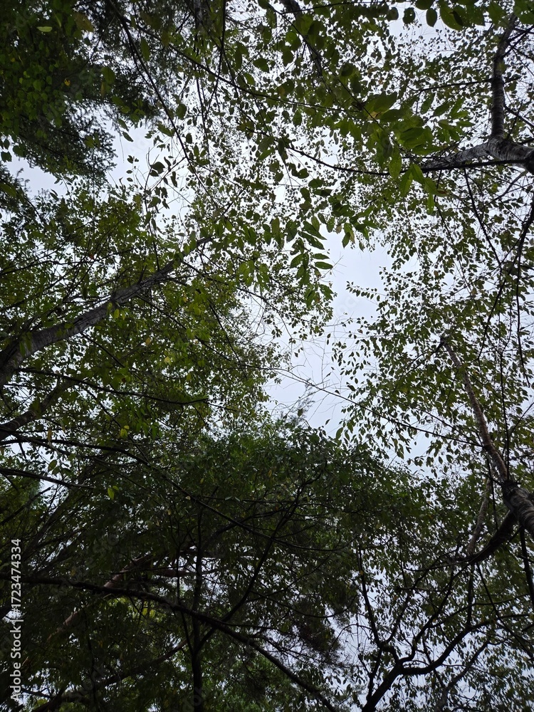 Obraz premium Green forest canopy view against cloudy sky