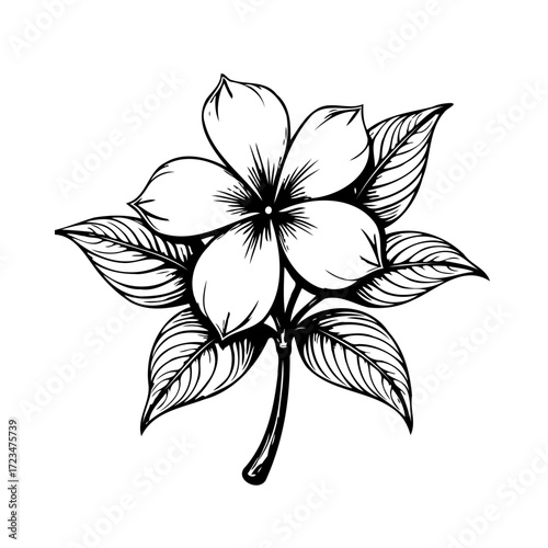 Detailed flower botanical illustration with textured foliage creating an elegant and minimalist