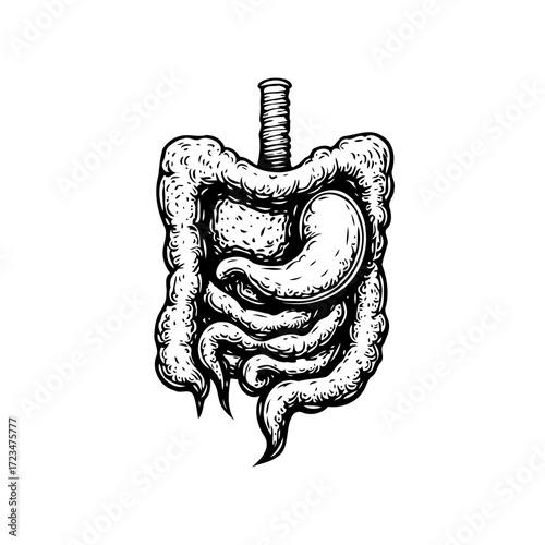 Detailed hand drawn illustration of human digestive system featuring stomach and intestines