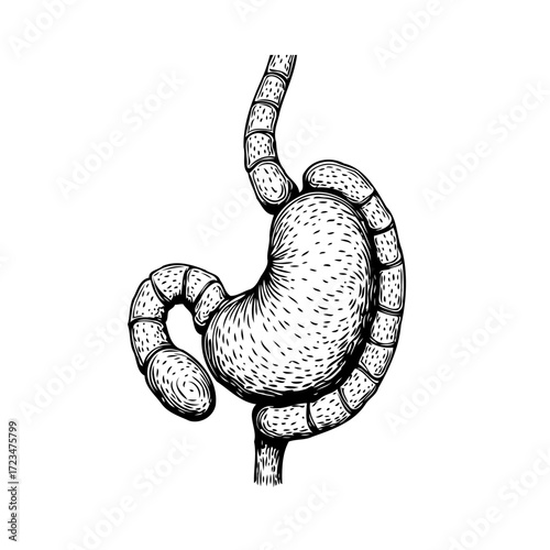 Detailed hand drawn illustration of human stomach depicting digestive system anatomy and health