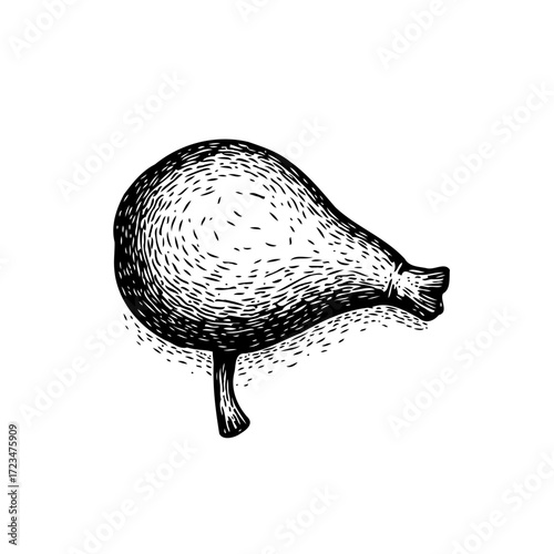 Detailed monochrome anatomical illustration of a human bladder showcases intricate textures,