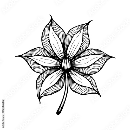 Elaborate handcrafted star-shaped bloom illustration showcases elaborate details and intricate