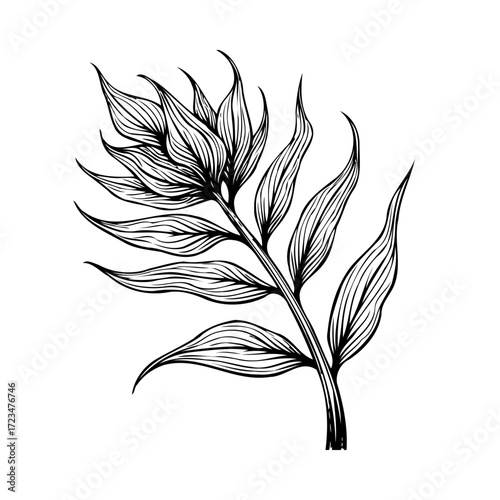 Elegant botanical illustration featuring detailed line work of a leafy branch with a cluster of