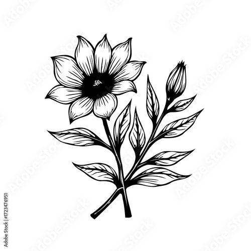 Elegant botanical illustration showcasing a delicate flower with leaves and unopened buds a nature