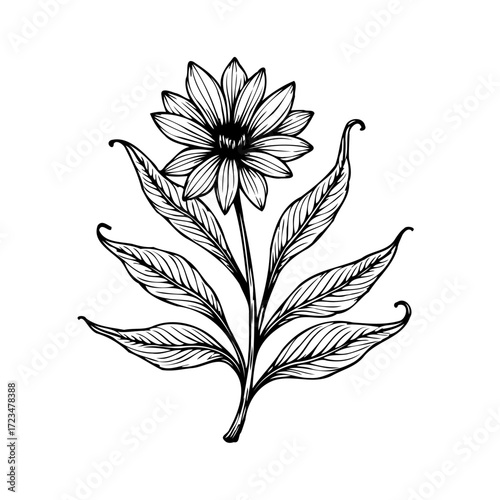 Elegant hand drawn floral illustration featuring a blossoming flower with decorative leaves in a