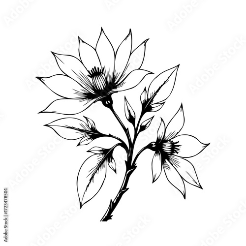 Elegant magnolia bloom botanical illustration artistic floral artwork simplicity aesthetic flower