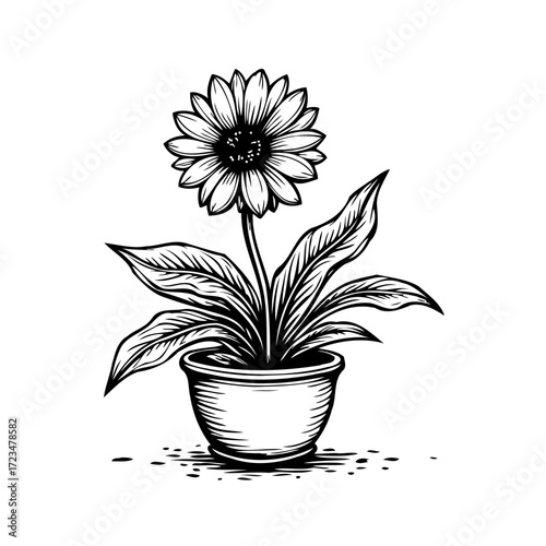 Elegant monochrome botanical illustration portraying a gerbera daisy in a simple flowerpot with