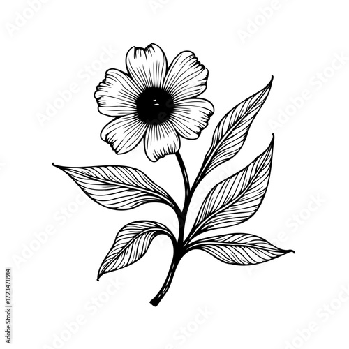 Elegant single flower illustration black ink drawing botanical artwork floral design vintage