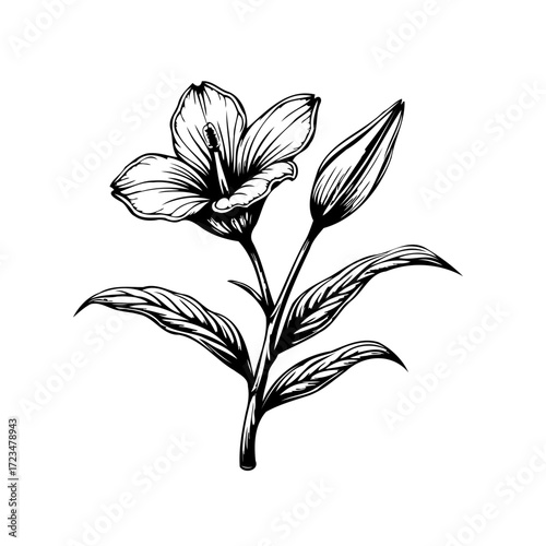 Elegant single line art drawing featuring a blooming lily flower with botanical details, perfect
