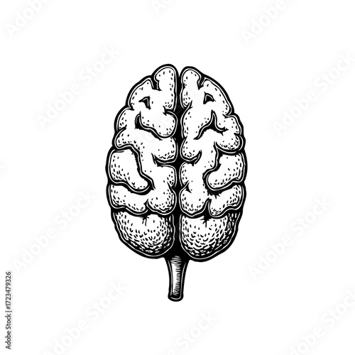 Engraved anatomical brain illustration depicting intelligence thoughts intellect and human