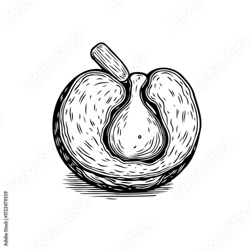 Engraved illustration of a halved peach with pit showcases detailed crosshatching technique