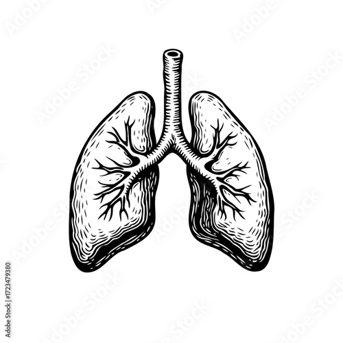 Engraved pulmonary system depiction highlighting intricate respiratory anatomy with detailed