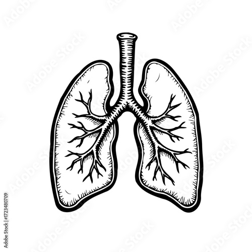 Human anatomical lungs organ detailed vector illustration medical health conceptual design for