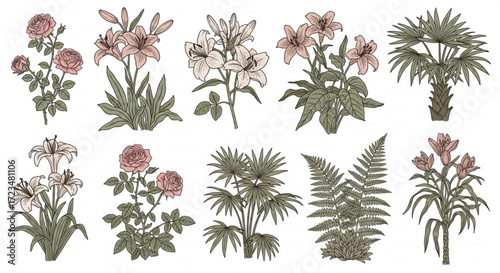 Botanical illustration of roses lilies ferns and palm trees vector art for graphic design and decoration use