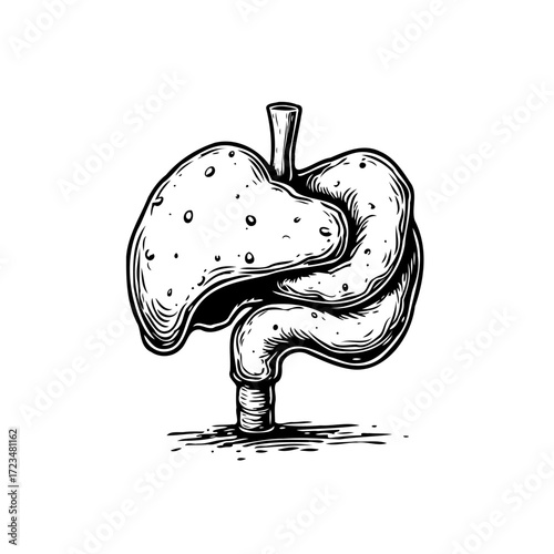 Illustration of human stomach with visible details of the digestive system and connected organs