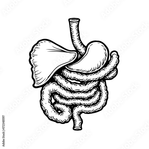 Illustration of the human digestive system showing stomach intestines liver and esophagus created