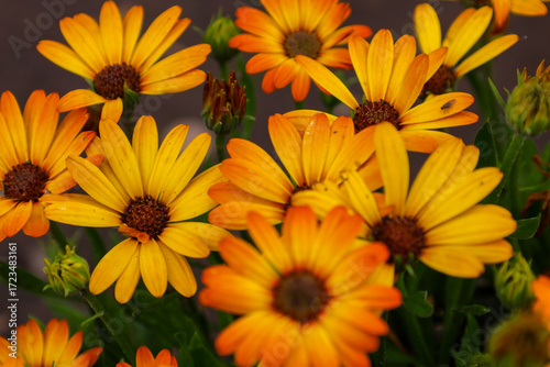 Schilderij op canvas Bright orange and yellow daisy-like flowers fill the entire frame, creating a festive and sunny mood
