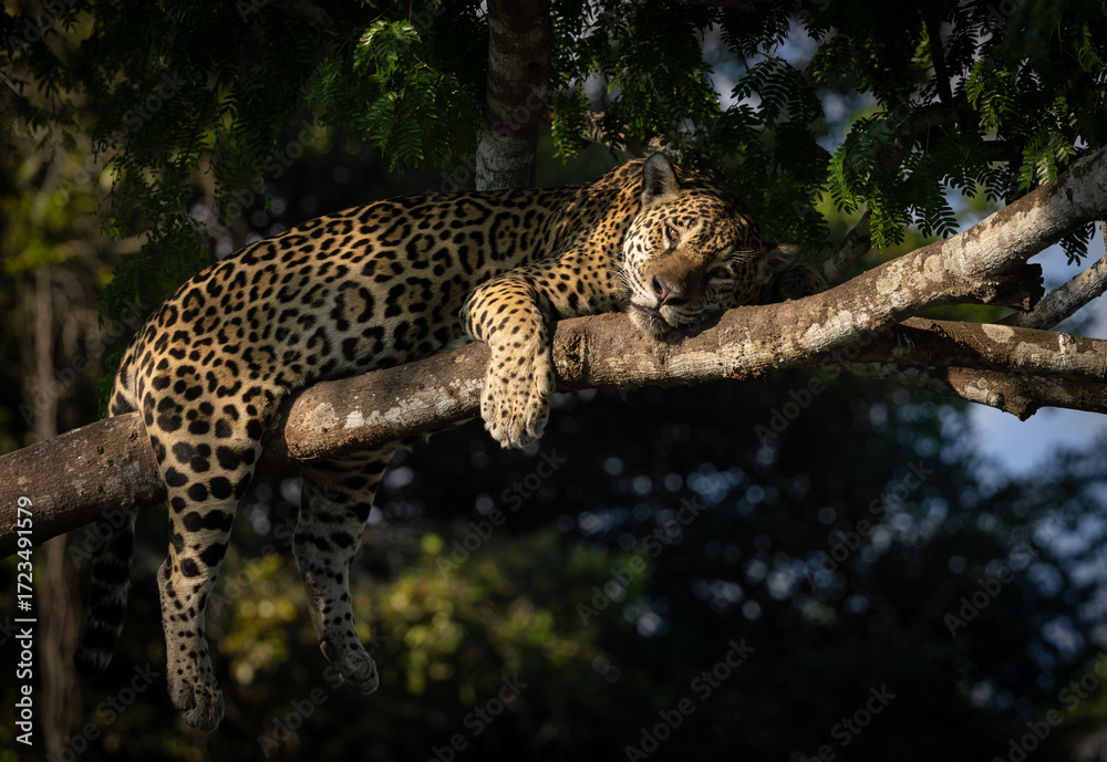 Obraz premium A jaguar hunting caiman in the Pantanal, Brazil.