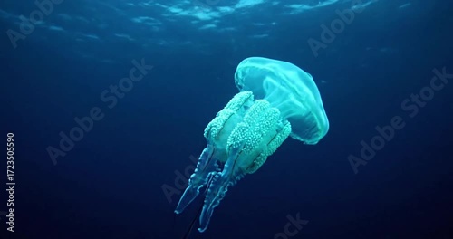Capture the intricate, abstract patterns and textures of various jellyfish species, highlighting their delicate forms and trailing appendages in motion. no data