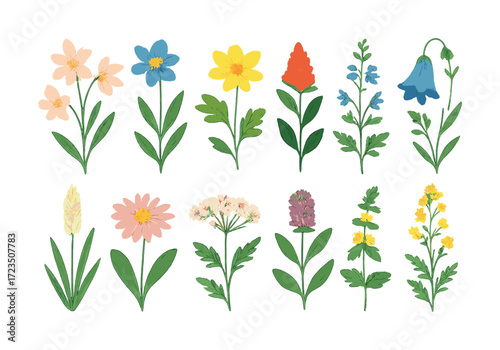 Colorful botanical collection of various wildflower illustrations in bloom