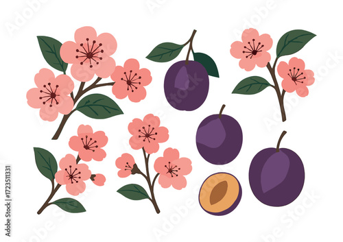 Plum blossoms and whole plums on white background