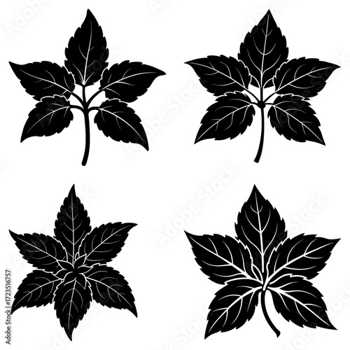Illustration of four black virginia creeper leaves with detailed veins on a white background design element